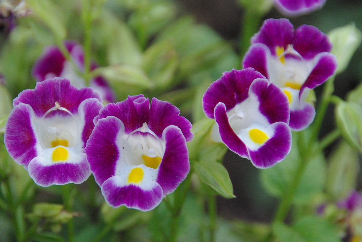 �Ԃ̃A�b�v�ʐ^