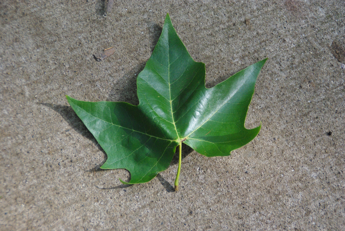 �Ȃ��Ȃ������`��