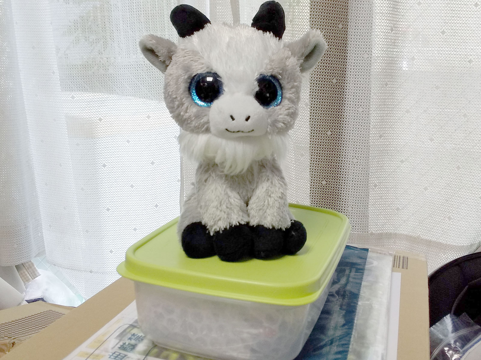 タッパーに乗るヤギのぬいぐるみ、ハルちゃんの写真