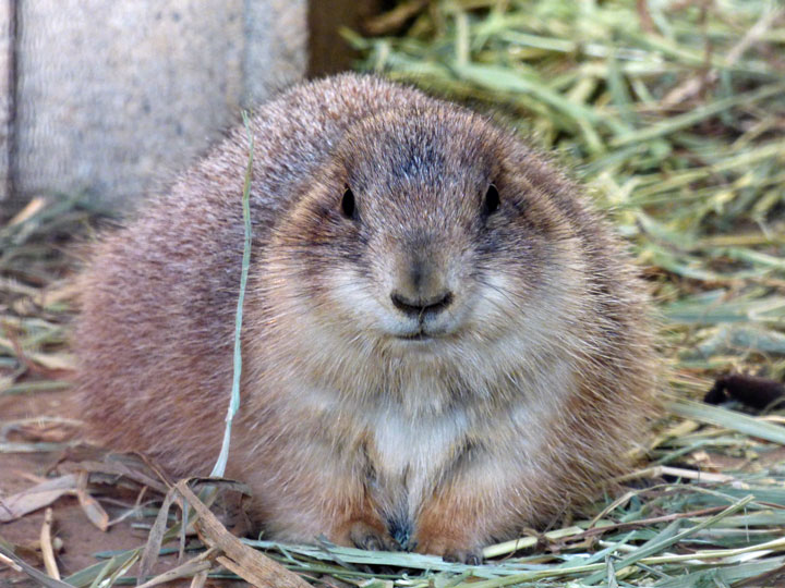 プレーリードッグ