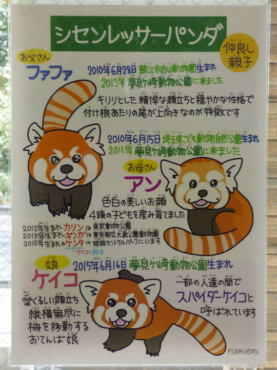 レッサーパンダ